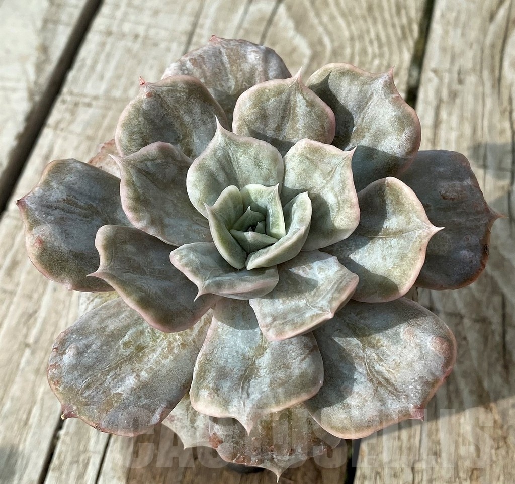 SH19114 Echeveria 'Lilacina Marble'