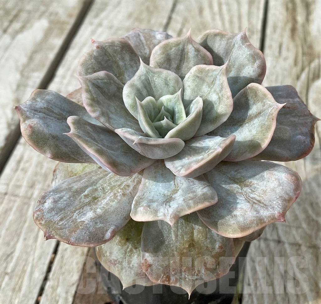 SH19114 Echeveria 'Lilacina Marble' - Image 2