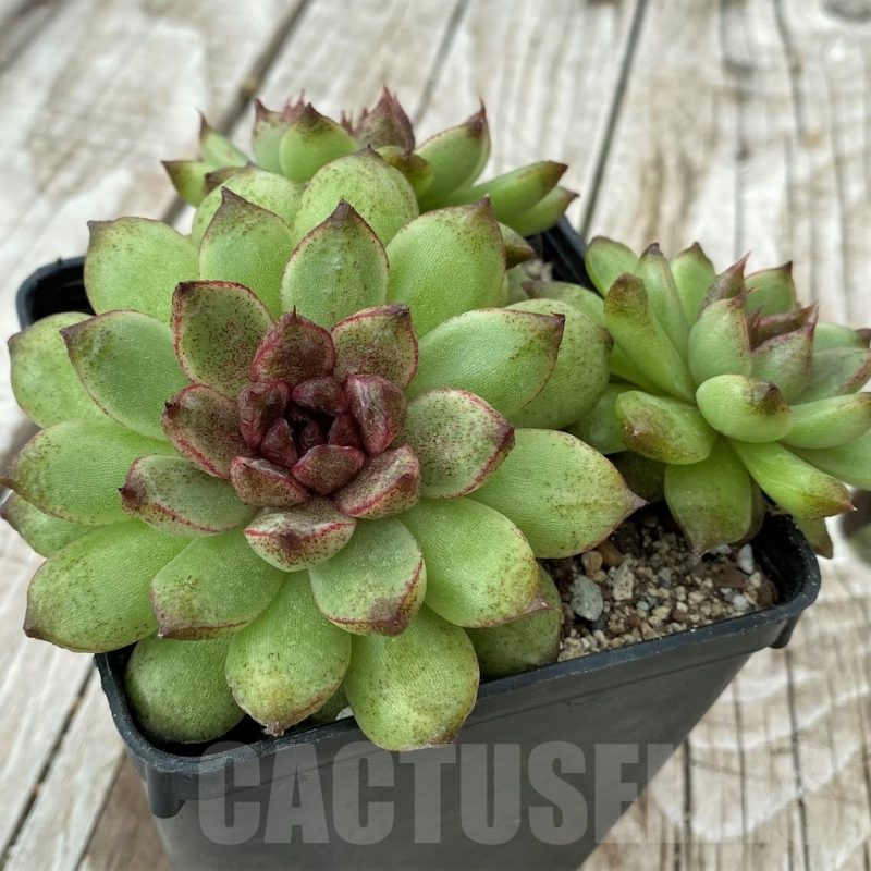 SH19115 Echeveria 'Red Crystal'