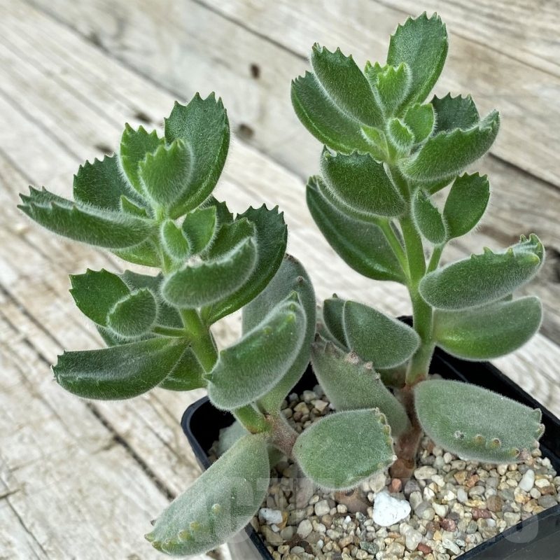SH19117 Cotyledon tomentosa