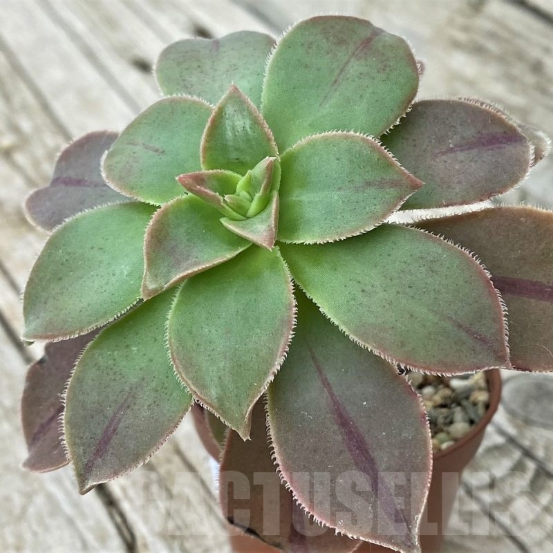 SH19118 Aeonium ‘Leucoblepharum’
