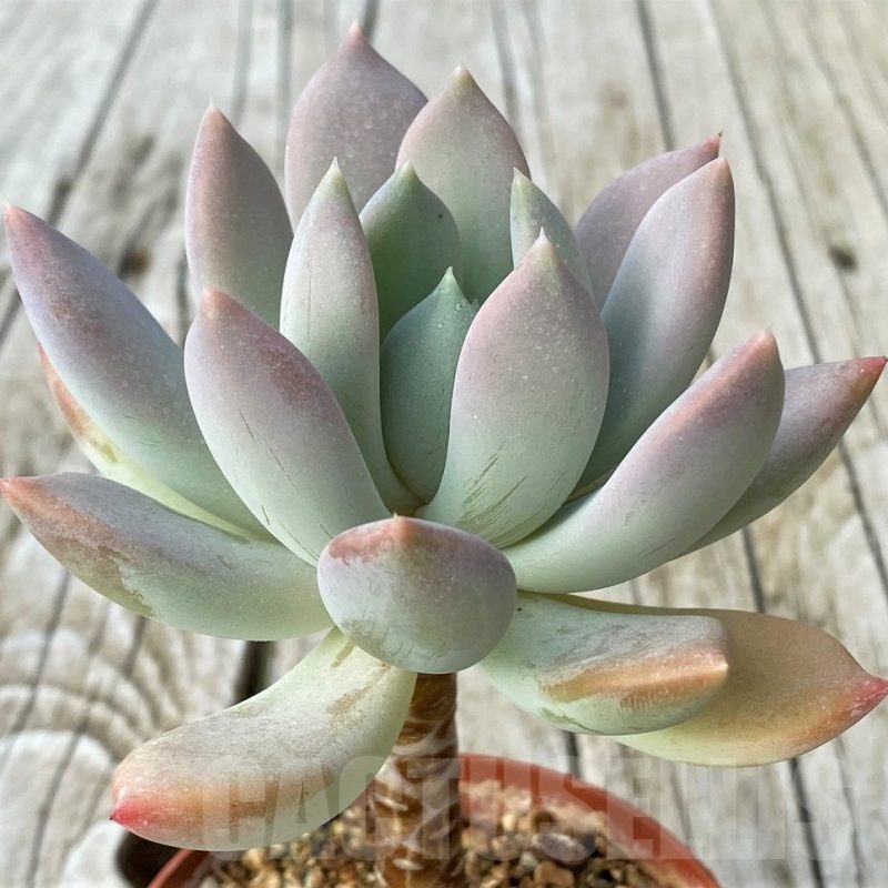 SH19070 Graptoveria 'Opalina'