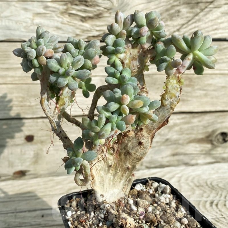 SH19065 Graptopetalum amethystinum f. cristata