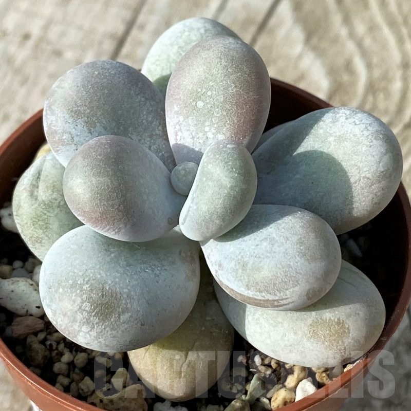 SH19072  Pachyphytum oviferum