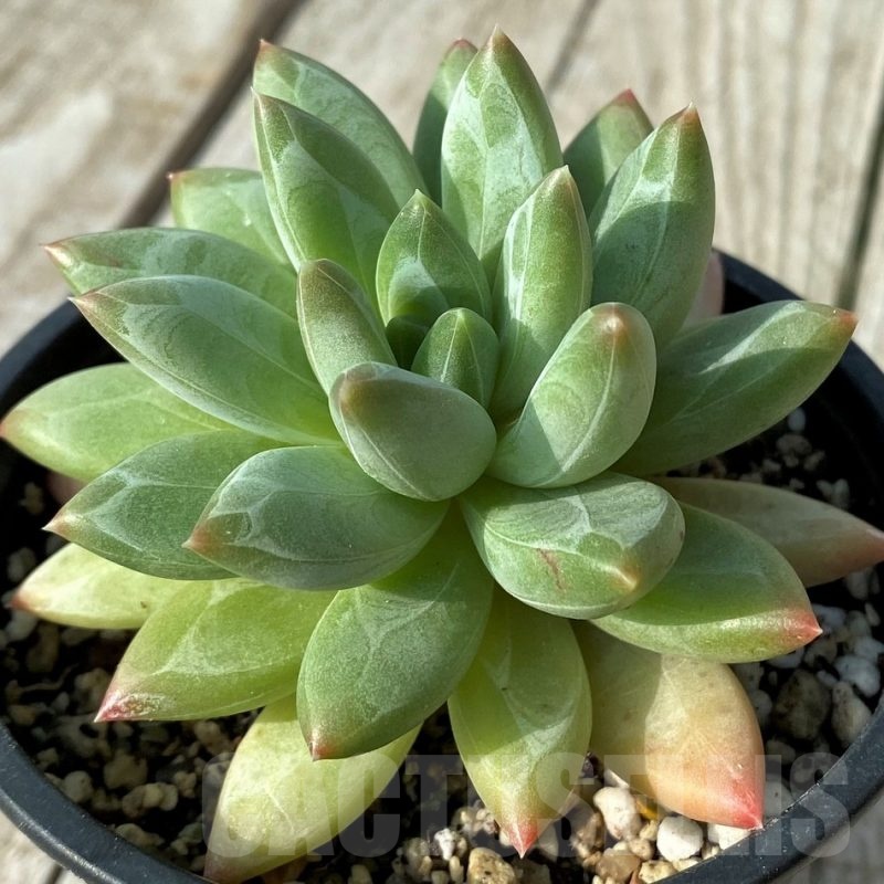 SH19073 Pachyphytum 'Chiseled Stones'