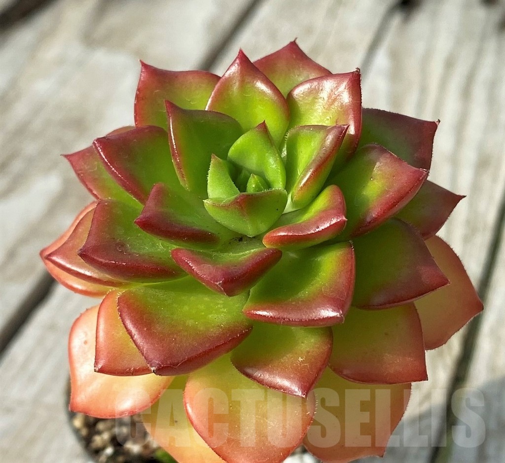 SH19074 Sedeveria 'Letizia'