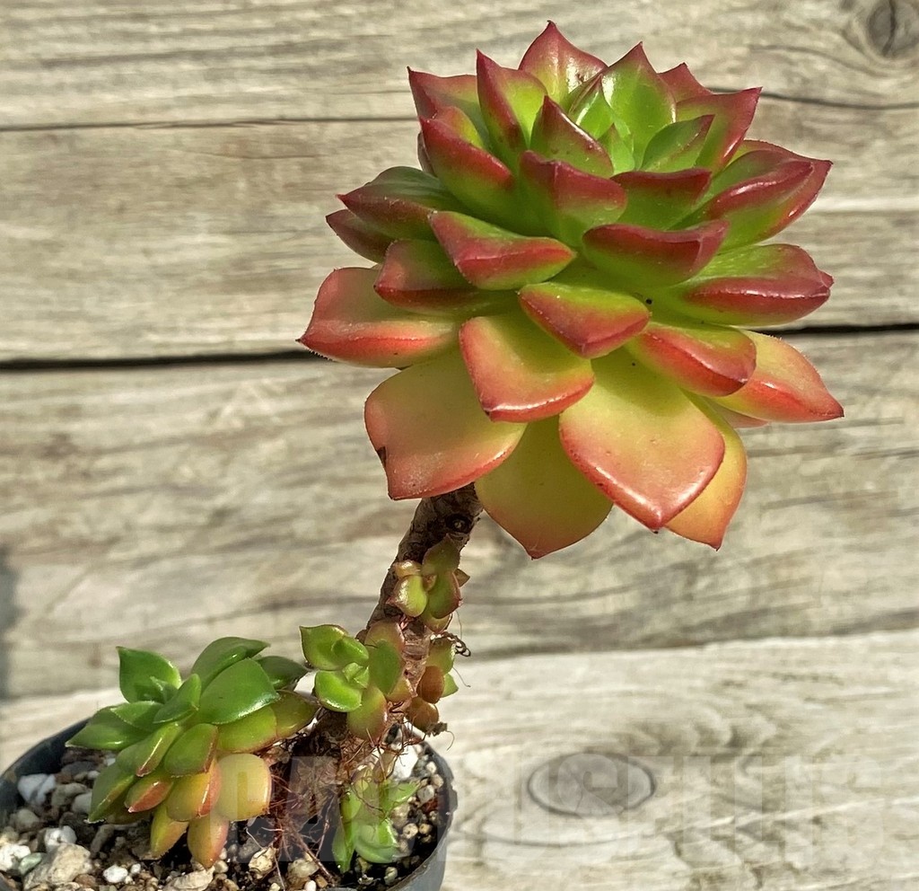 SH19074 Sedeveria 'Letizia' - Imagen 2