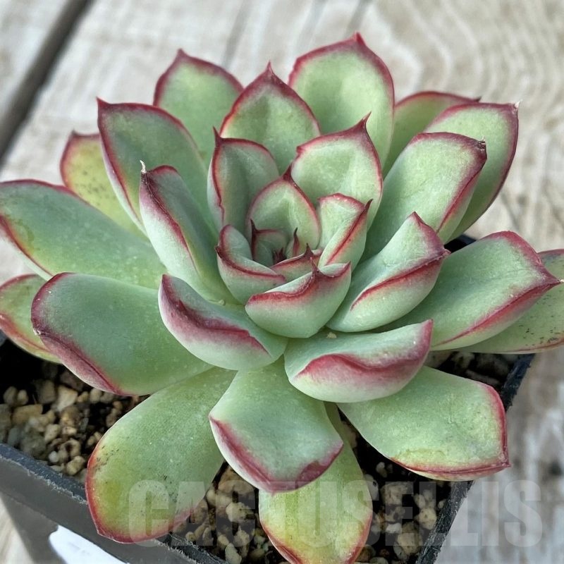 SH19076 Echeveria pulidonis hybrid