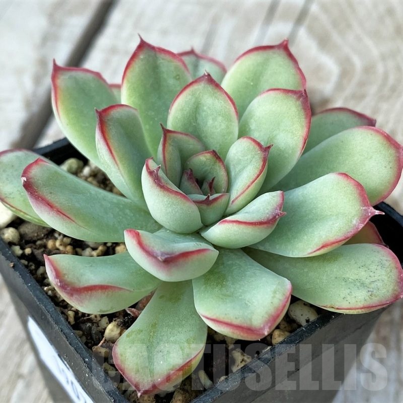 SH19077 Echeveria pulidonis hybrid