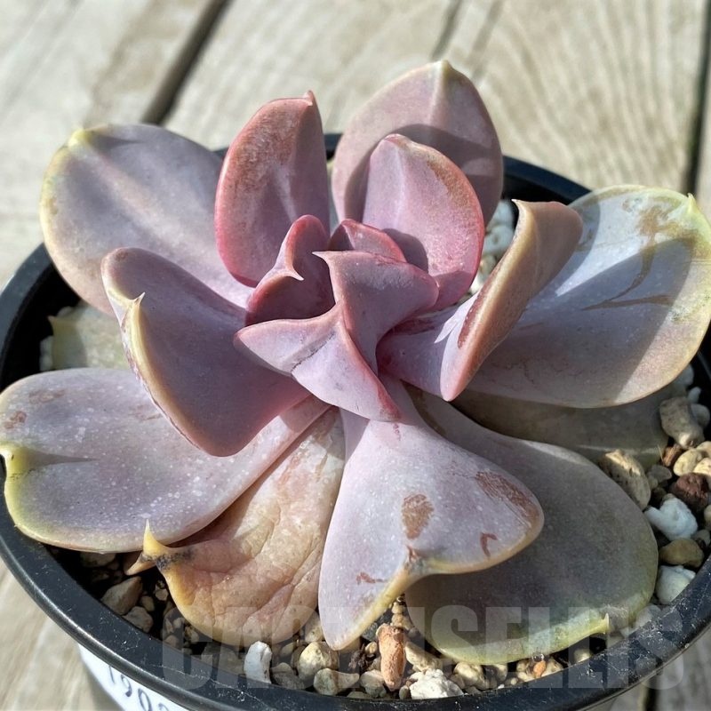 SH19080 Echeveria 'Serena'