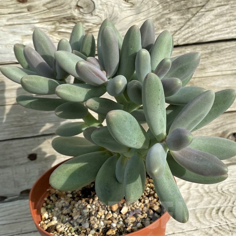SH19066 Pachyphytum 'Diamond'