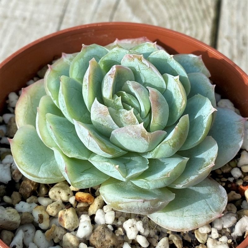 SH19091 Echeveria 'Hanazukiyo'