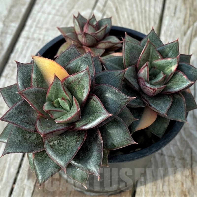 SH19092 Echeveria purpusorum ‘Monocerotis’ f. variegata