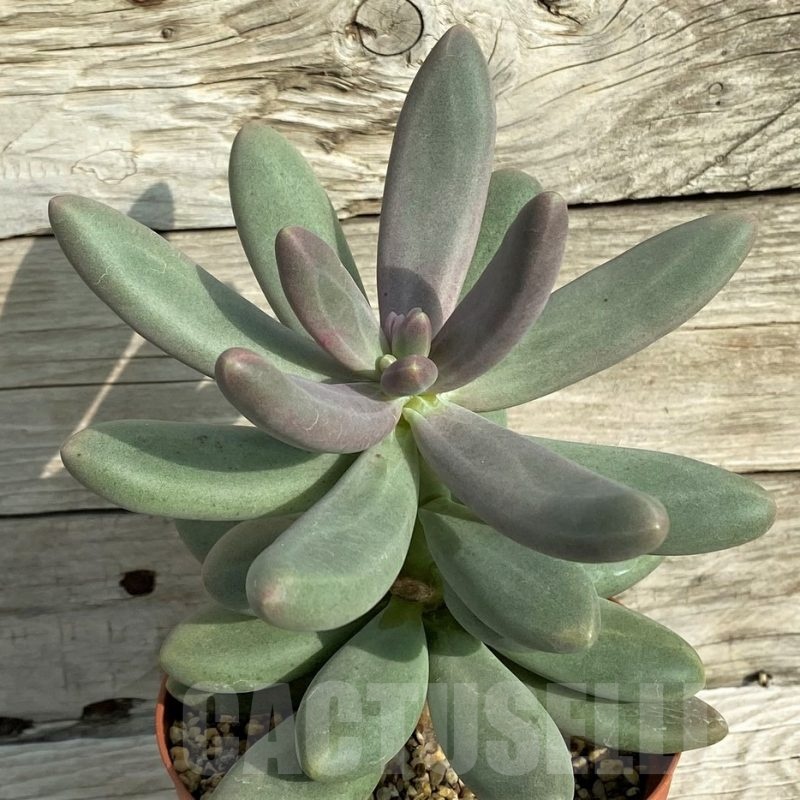 SH19067 Pachyphytum 'Diamond'