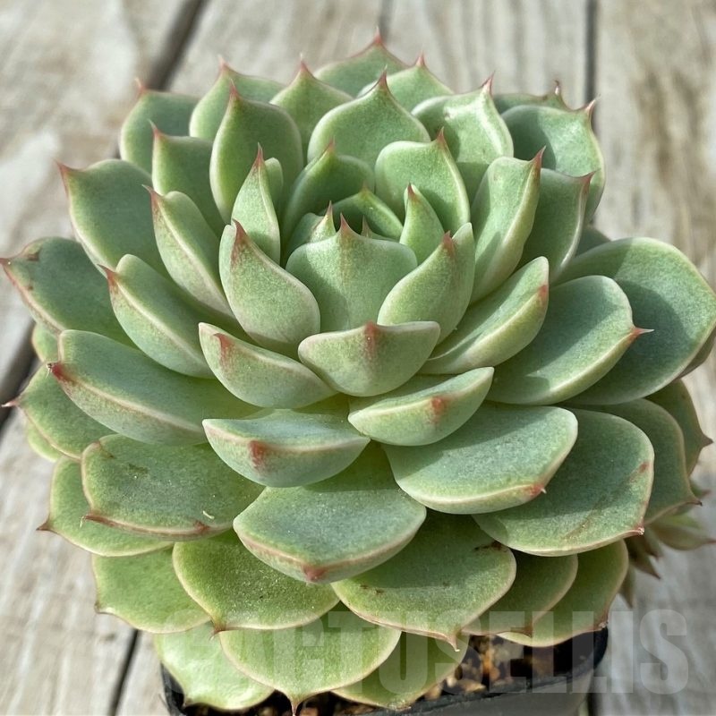SH19094 Echeveria 'Ben Badis'