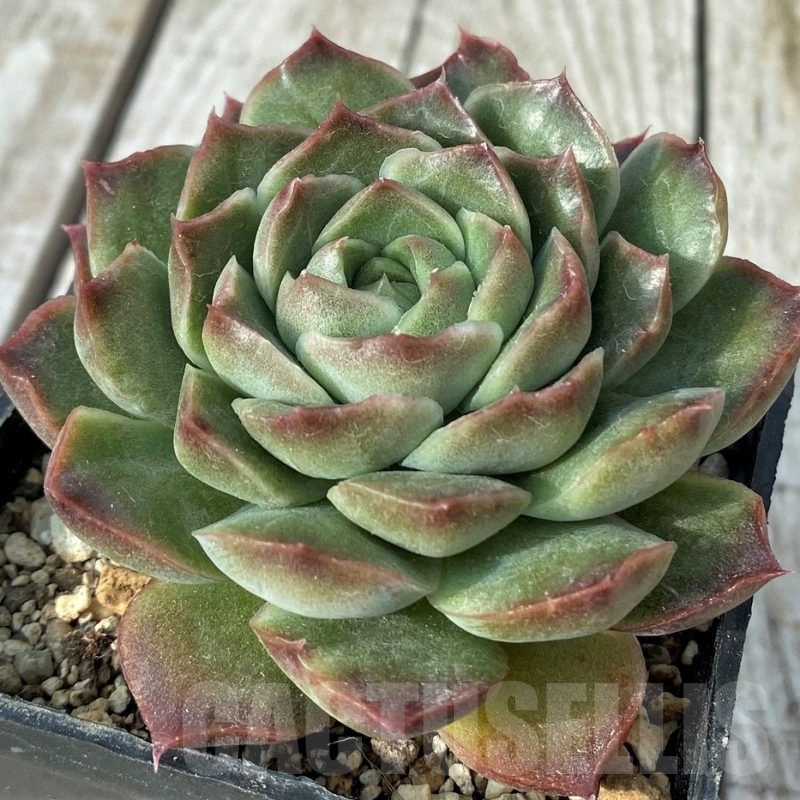 SH19095 Echeveria hybrid