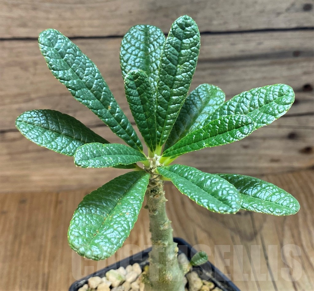 SH19220 Dorstenia gigas