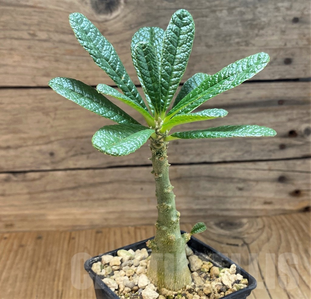 SH19220 Dorstenia gigas - Image 2