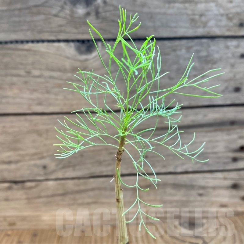 SH19224 Commiphora kraeuseliana