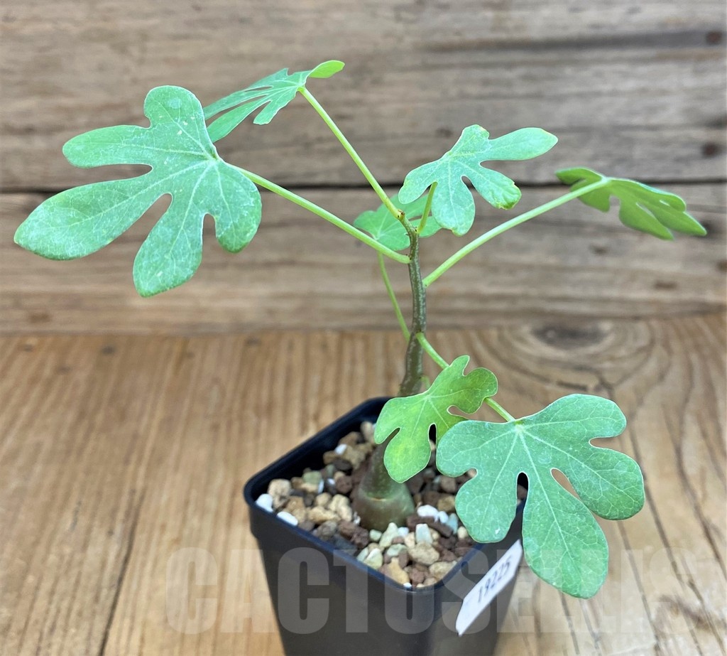 SH19225 Adenia glauca