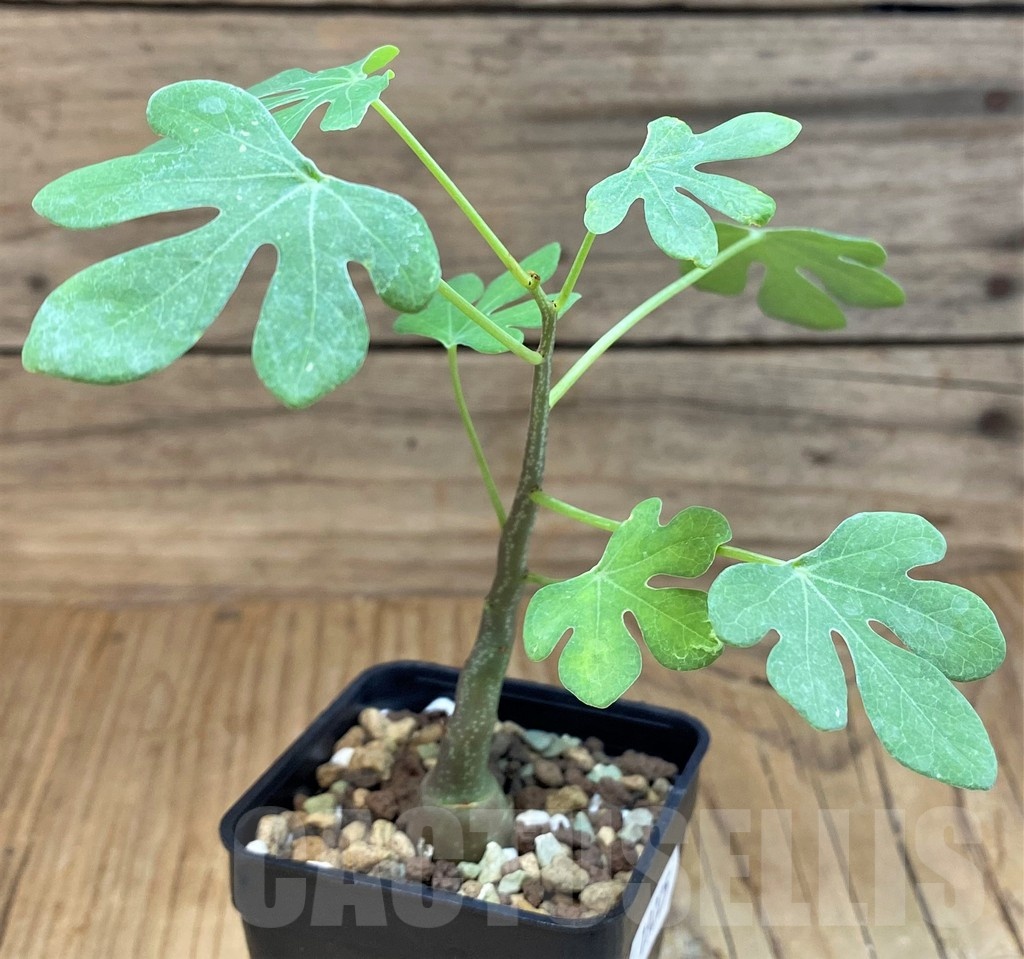 SH19225 Adenia glauca - immagine 2