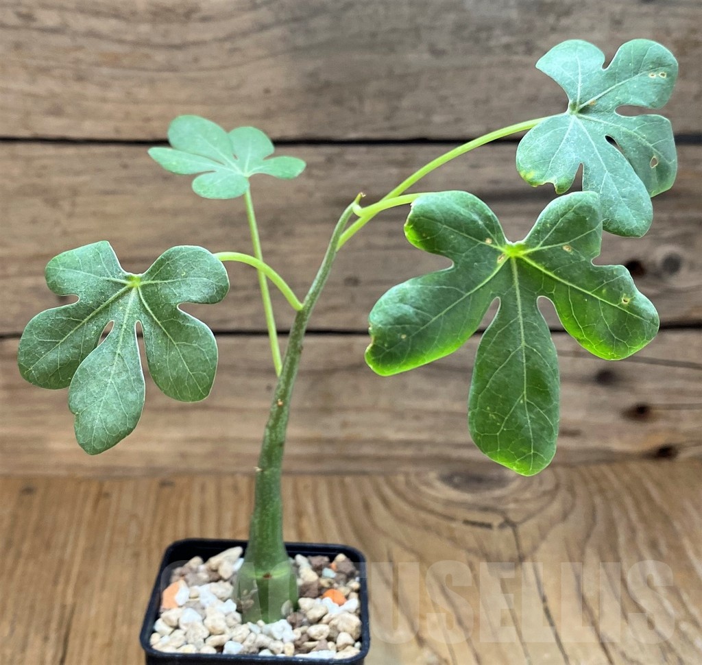 SH19226 Adenia glauca