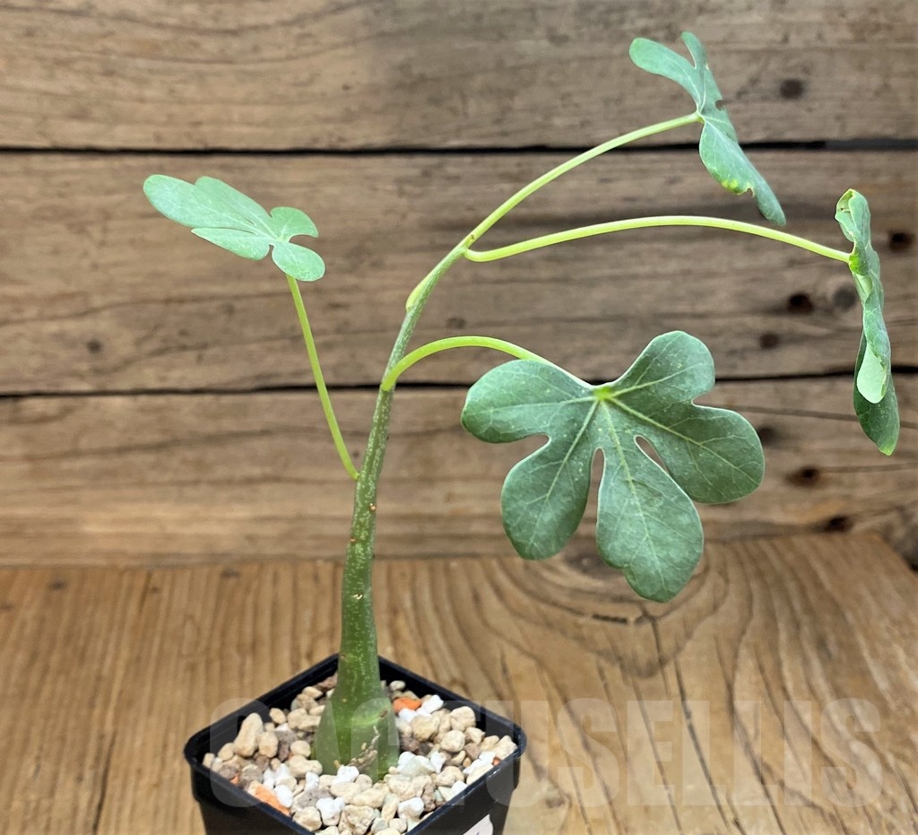 SH19226 Adenia glauca - immagine 2