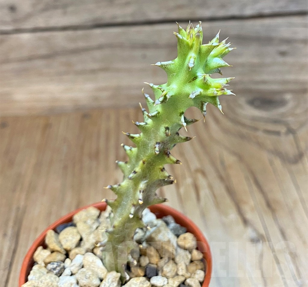 SH19228 Edithcolea grandis, seedling