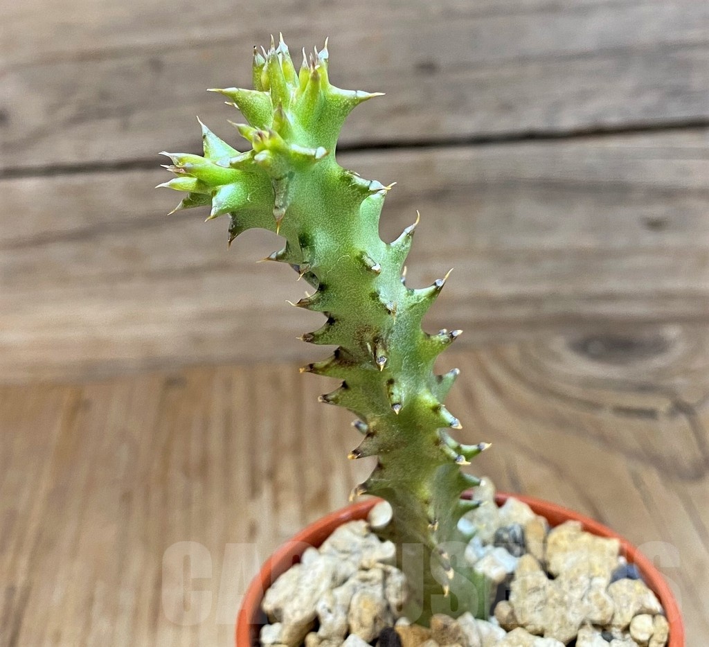 SH19228 Edithcolea grandis, seedling - immagine 2