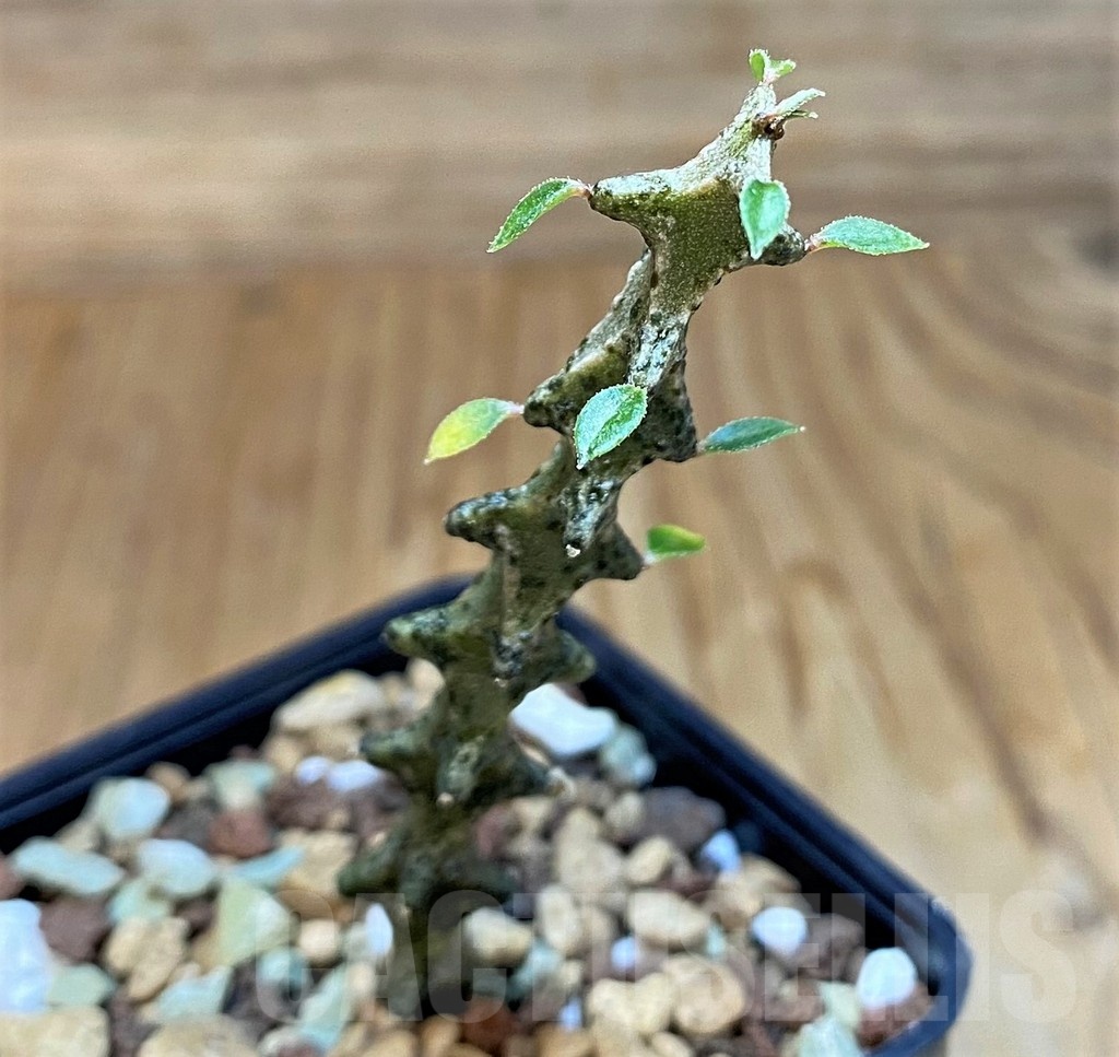 SH19229 Ceropegia armandii