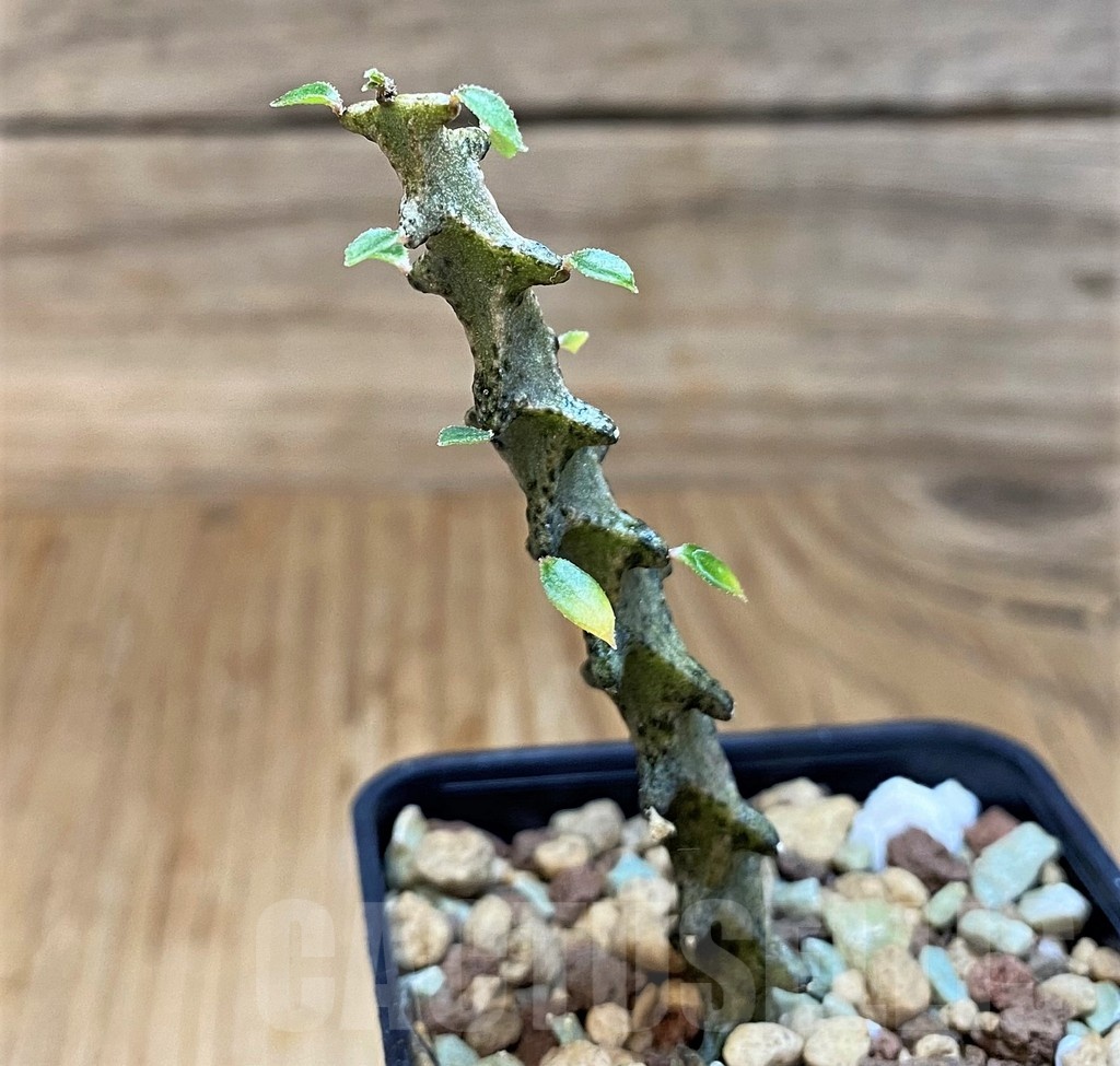 SH19229 Ceropegia armandii - immagine 2