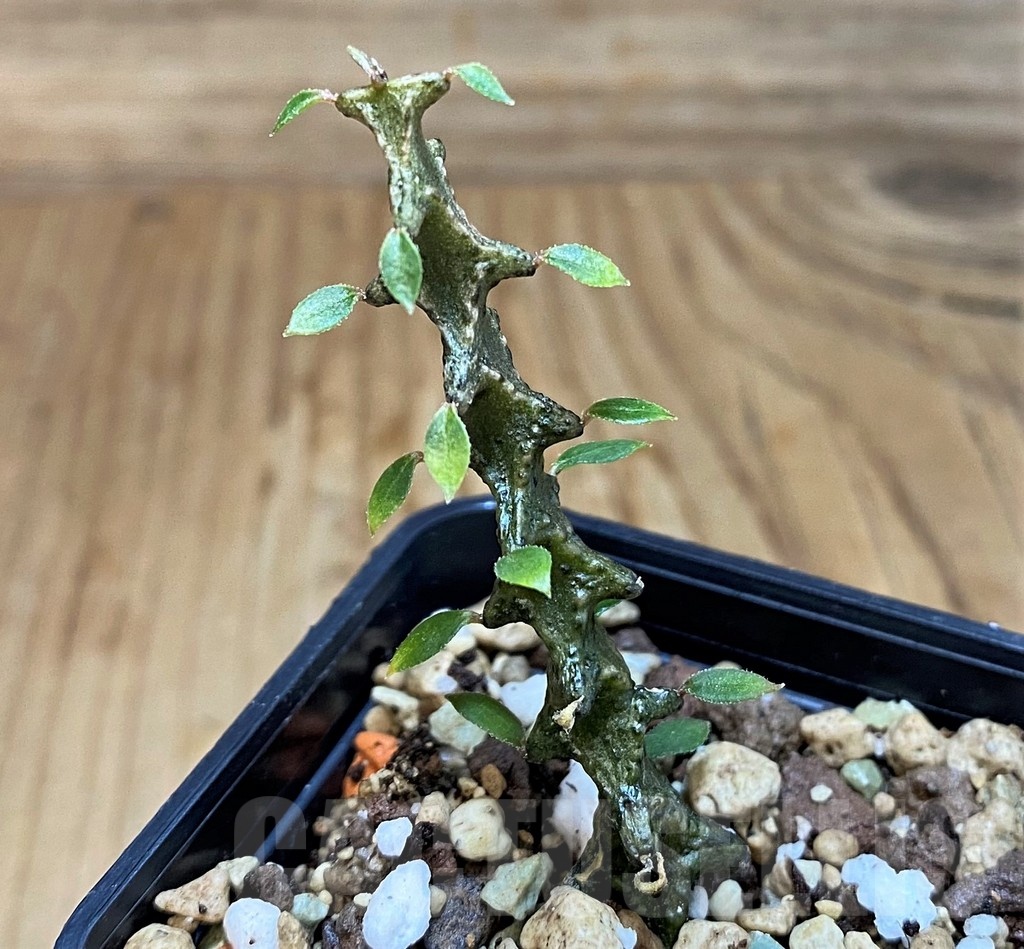 SH19230 Ceropegia armandii - immagine 2