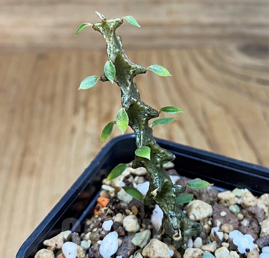 SH19230 Ceropegia armandii