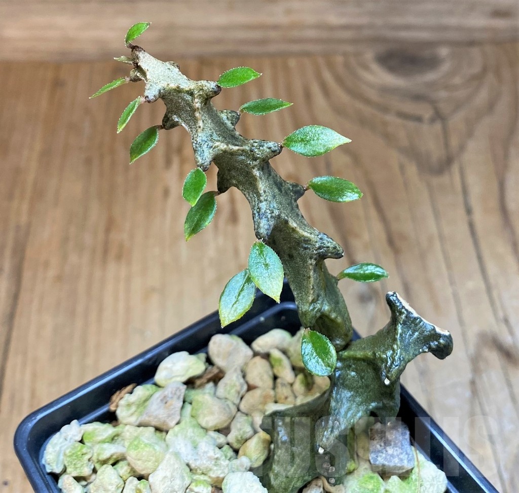 SH19231 Ceropegia armandii - immagine 2