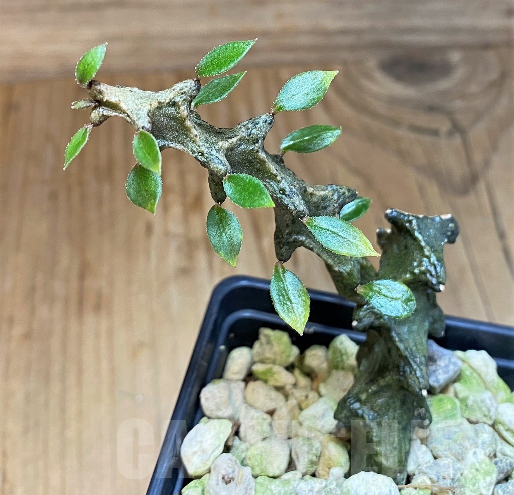 SH19231 Ceropegia armandii