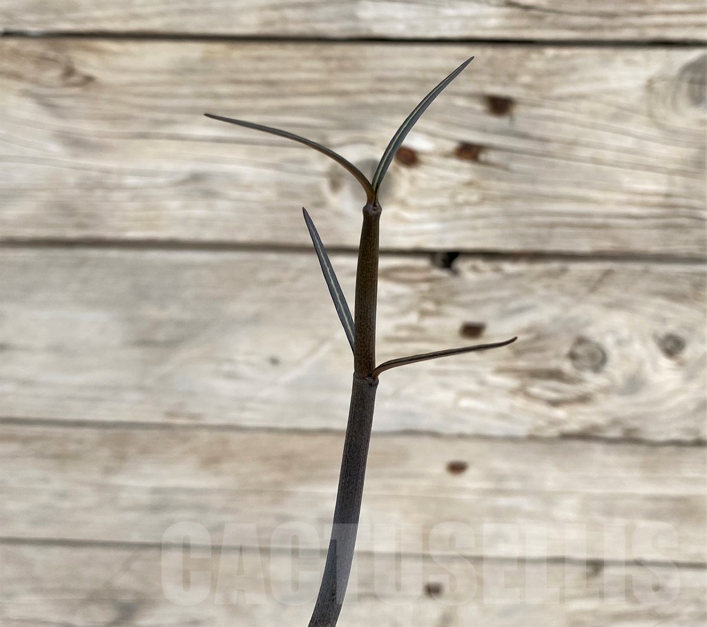 SH19233 Ceropegia fusca, seedling