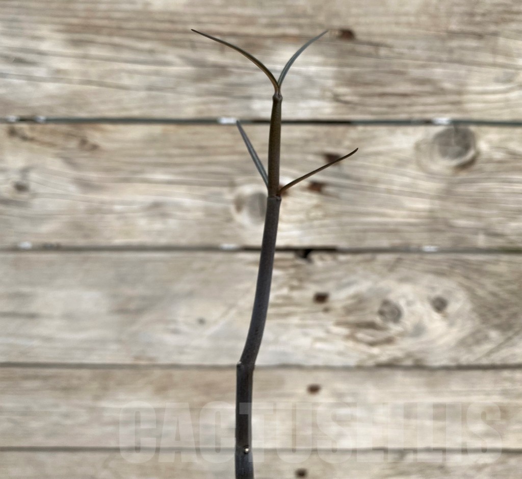 SH19233 Ceropegia fusca, seedling - Image 2