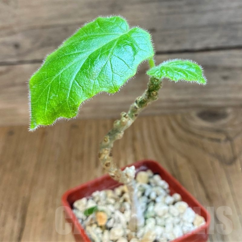 SH19239 Uncarina roeoesliana