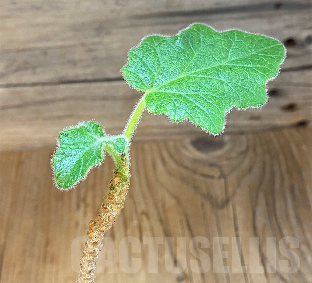 SH19240 Uncarina roeoesliana