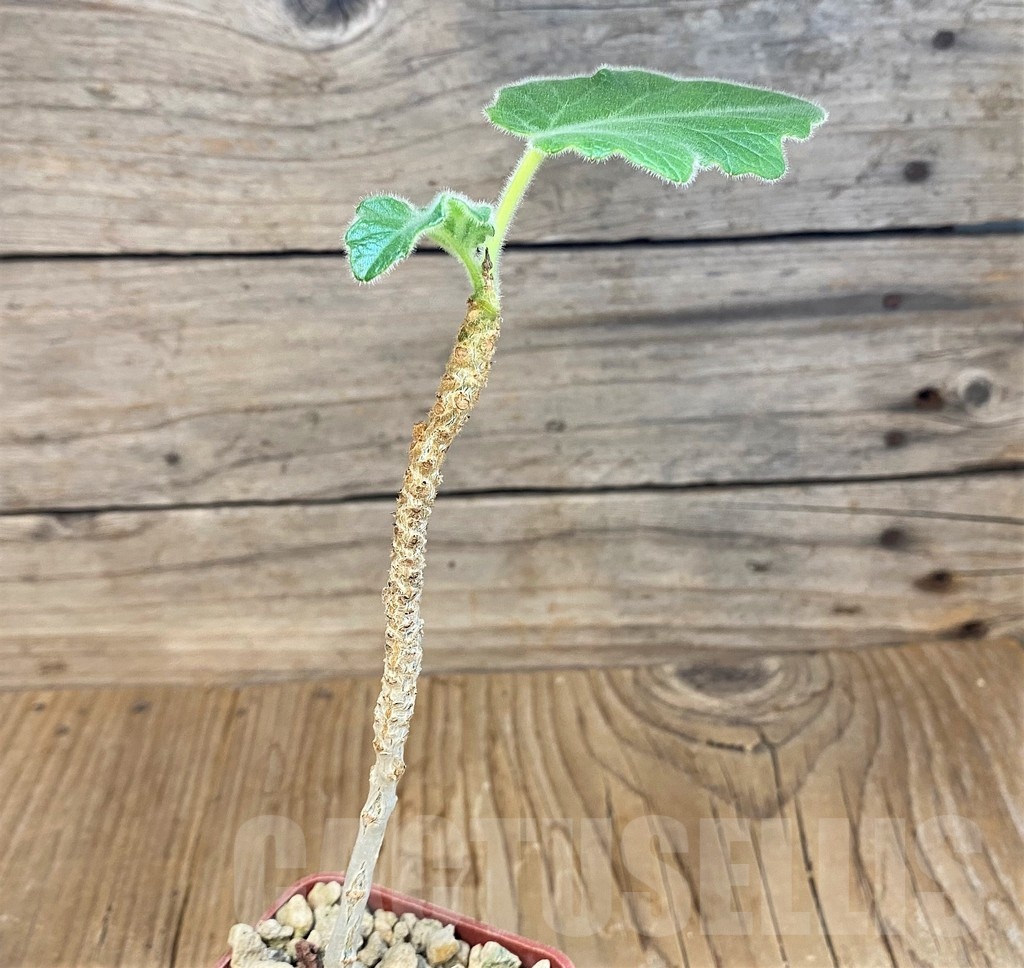 SH19240 Uncarina roeoesliana - immagine 2