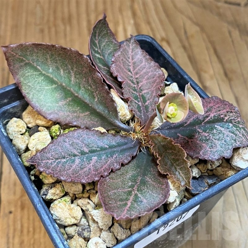 SH19207 Euphorbia francoisii hybrid