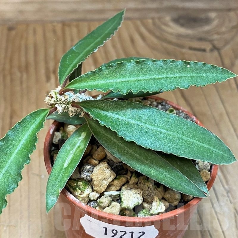 SH19212 Euphorbia suzannae-marnierae