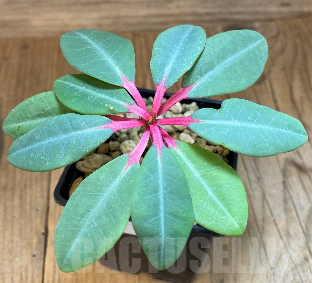 SH19214 Euphorbia bongolavensis