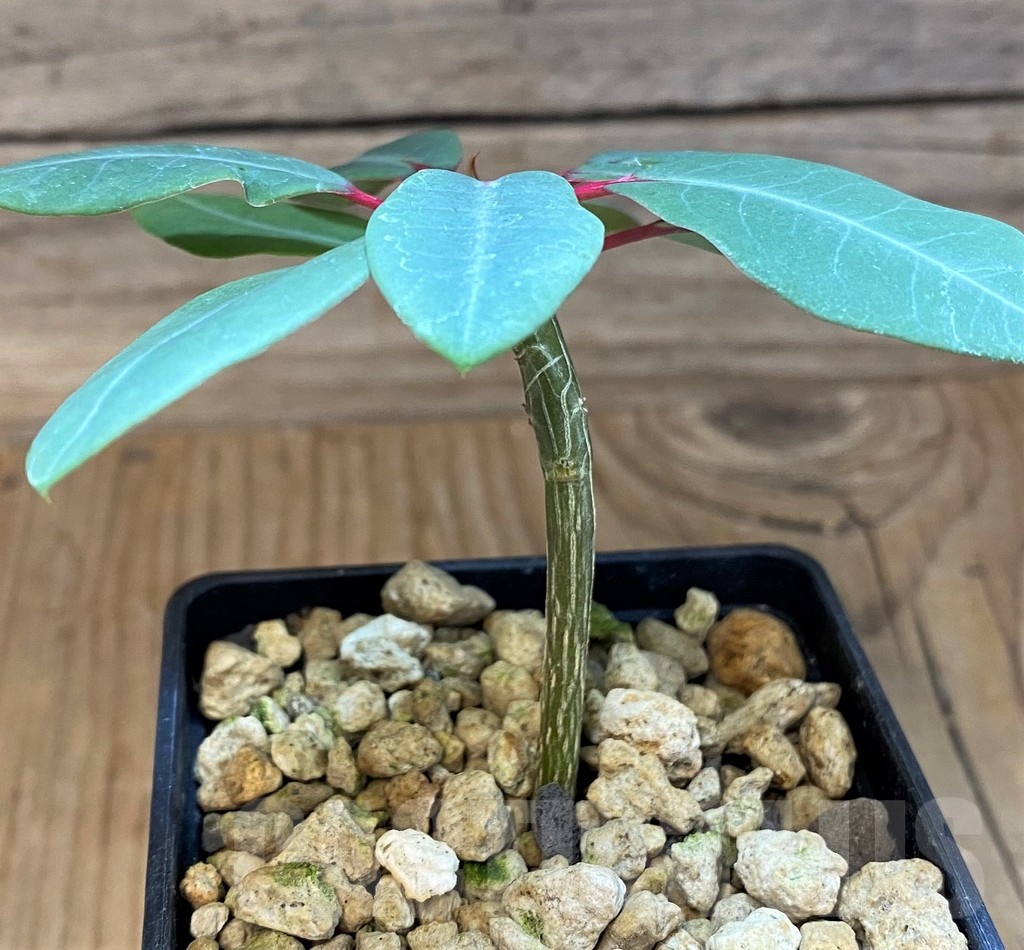 SH19214 Euphorbia bongolavensis - Зображення 3