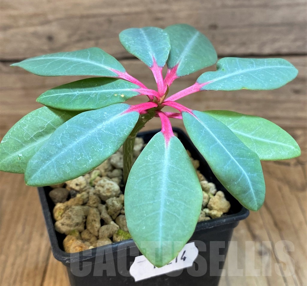 SH19214 Euphorbia bongolavensis - Зображення 2