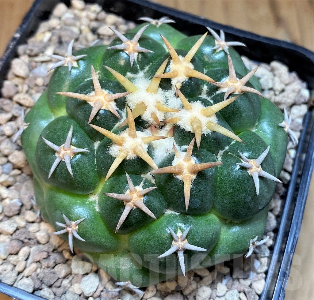 SH19456 Coryphantha elephantidens 'Tanshi'