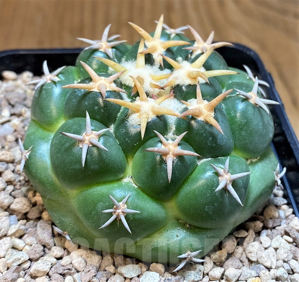 SH19456 Coryphantha elephantidens 'Tanshi' - 画像 (2)