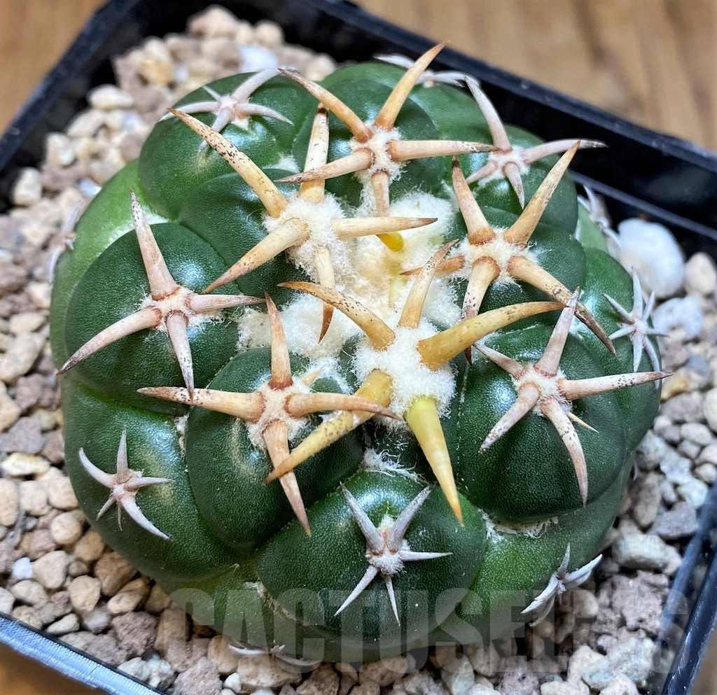 SH19457 Coryphantha elephantidens 'Tanshi Mini Heart'