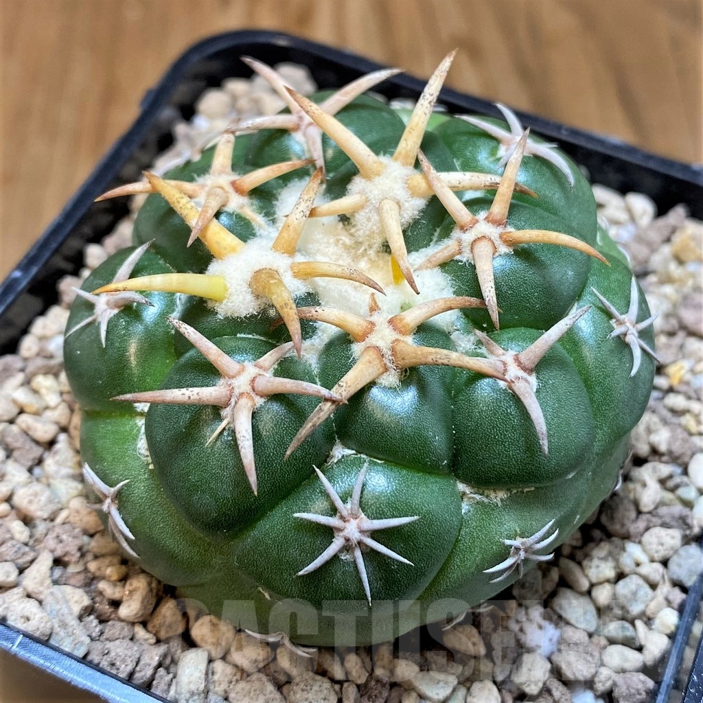 SH19457 Coryphantha elephantidens 'Tanshi Mini Heart' - Image 2