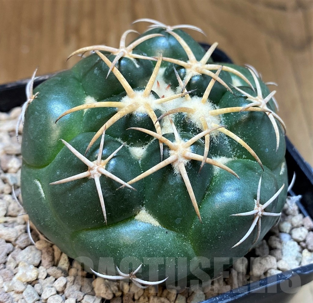 SH19458 Coryphantha elephantidens 'Purple Flower' - Image 2